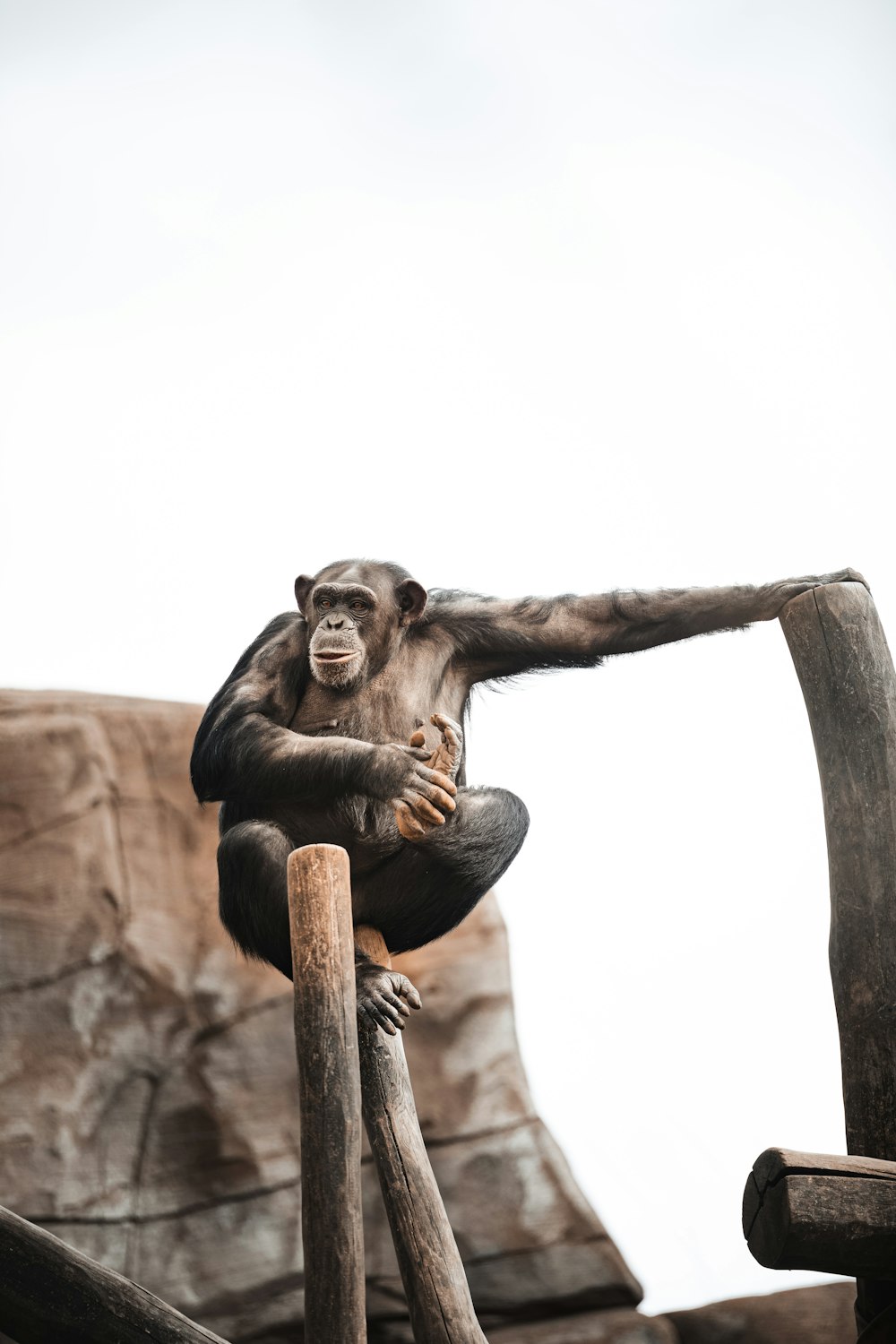 black monkey on brown wooden stick