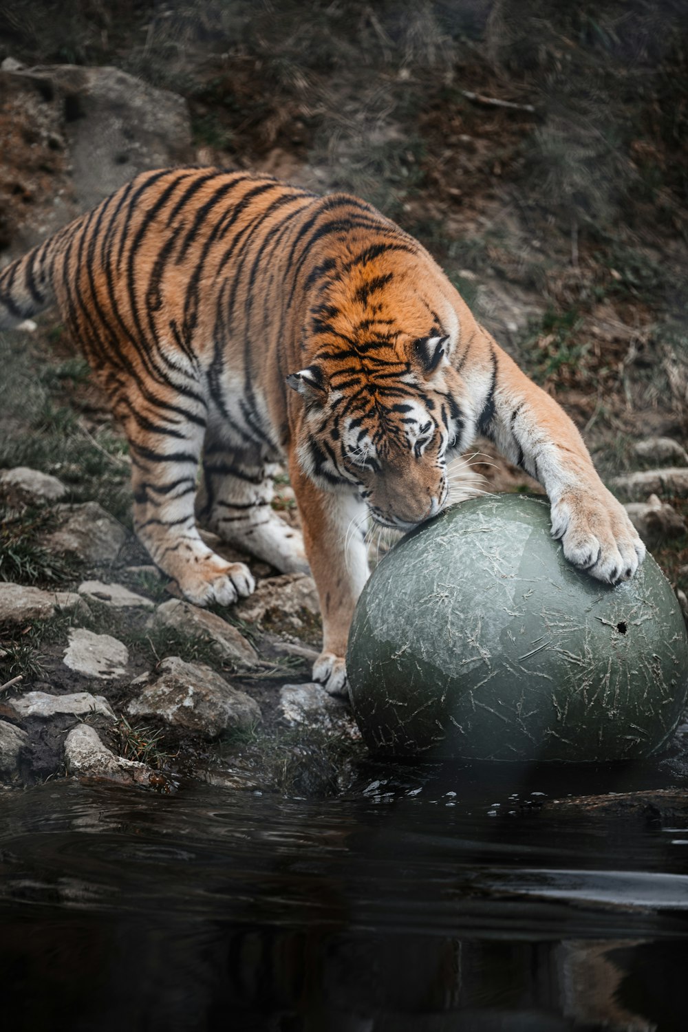 tiger lying on gray rock during daytime