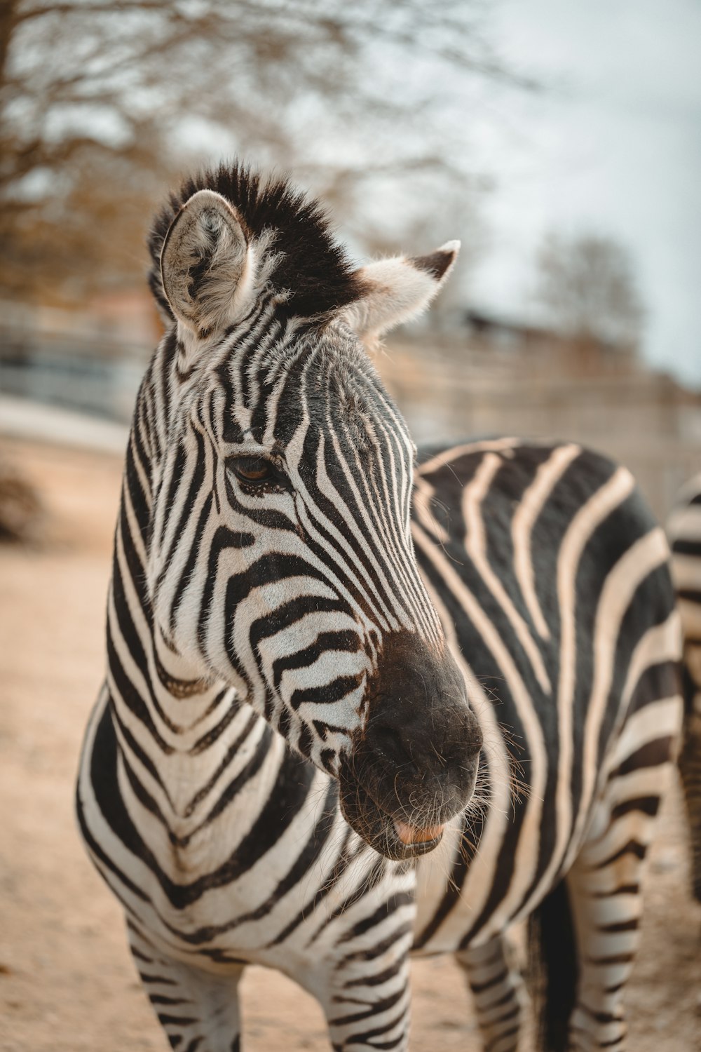 zebra standing on brown sand during daytime