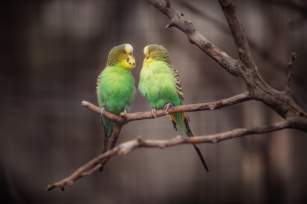 茶色の木の枝に緑と黄色の鳥