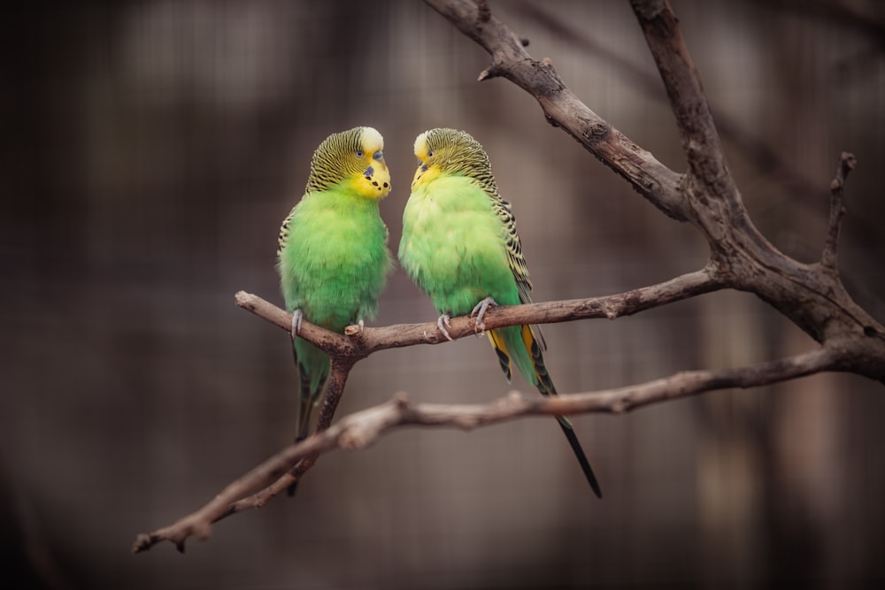 갈색 나뭇가지에 녹색과 노란색 새