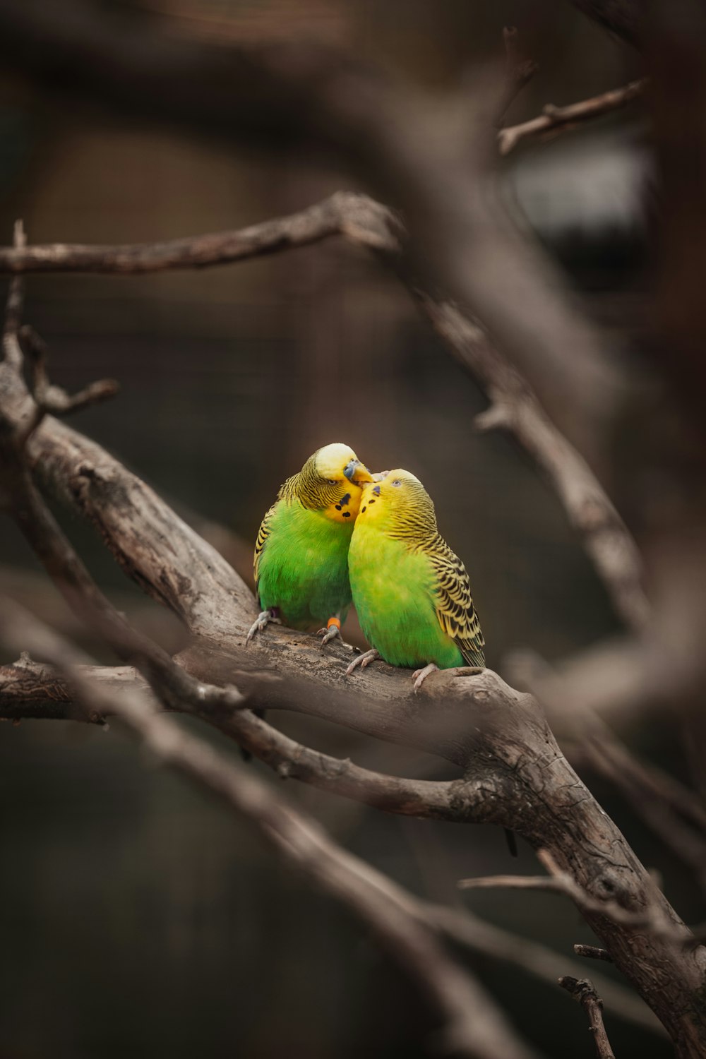 oiseau vert et jaune sur branche d’arbre brun
