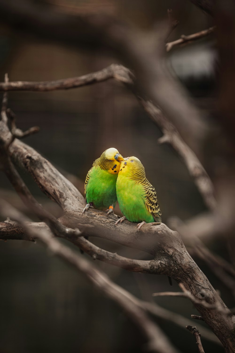 green and yellow bird on brown tree branch