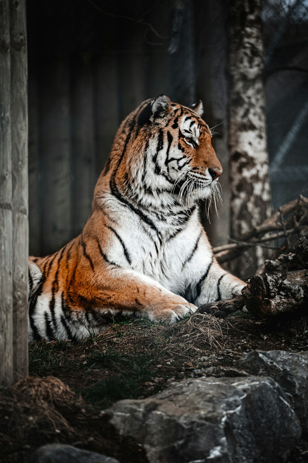 Tiger liegt auf braunem Boden