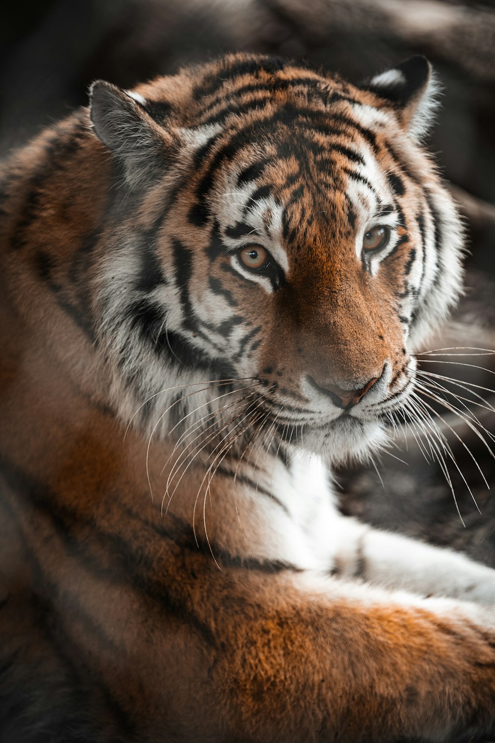 brown and white tiger lying on ground