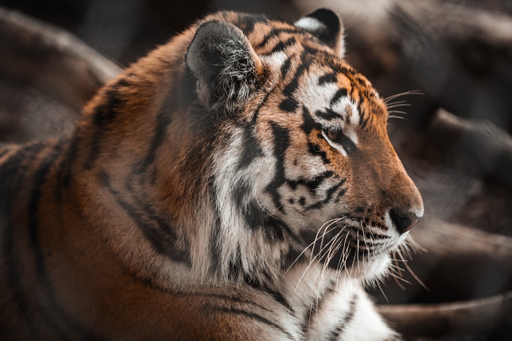 tigre marrone e nera in primo piano fotografia