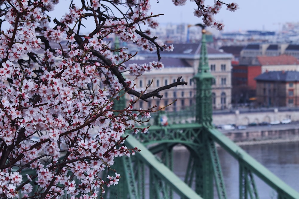 pink cherry blossom tree near bridge during daytime