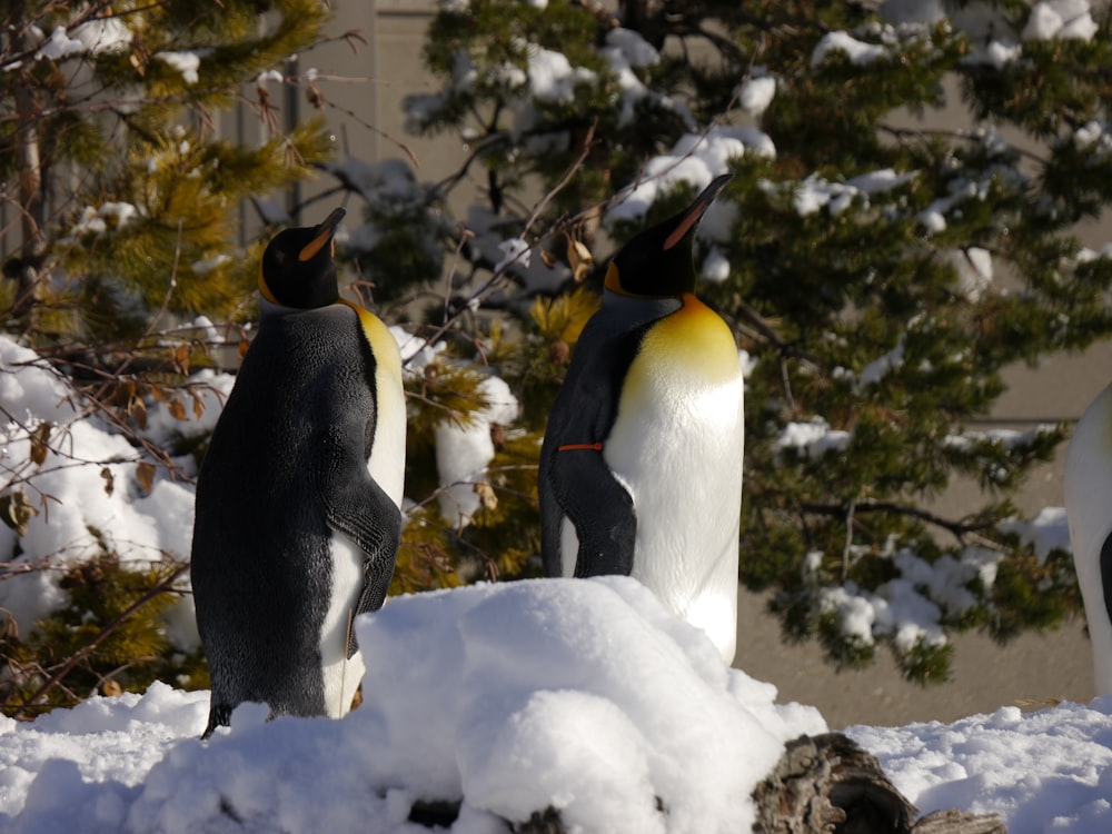 Pingüinos en suelo cubierto de nieve durante el día