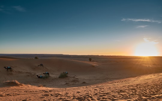 people on brown sand under blue sky during daytime in Erg Chebbi Morocco