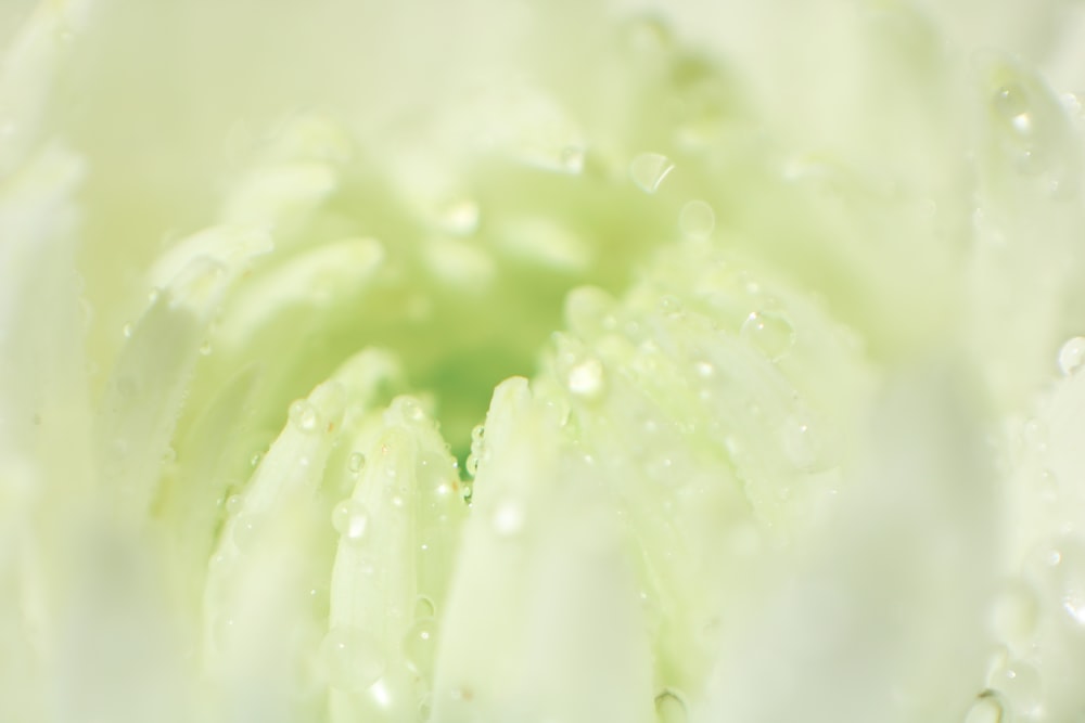 water droplets on green plant