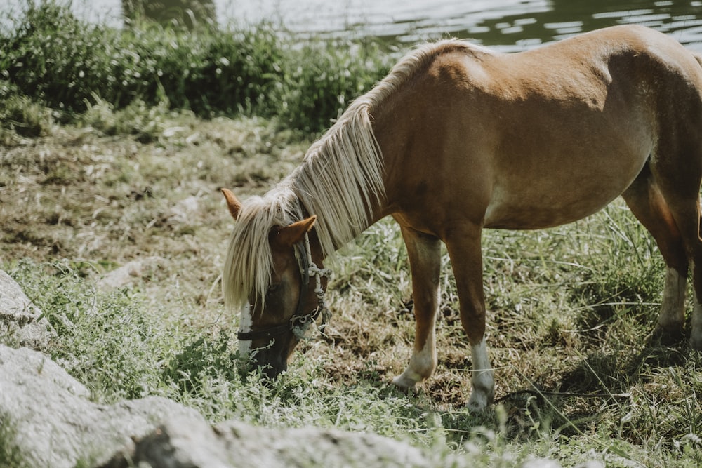 cavalo marrom no solo rochoso cinzento durante o dia