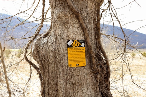 A large tree trunk with rough bark stands in a natural setting, featuring a warning sign about snakes attached to it. The sign has a yellow background with black text and images, indicating the presence of Timber Rattlesnakes and Northern Copperheads in the area. In the background, there are dry grasses and a faint outline of distant mountains or hills under a clear sky.