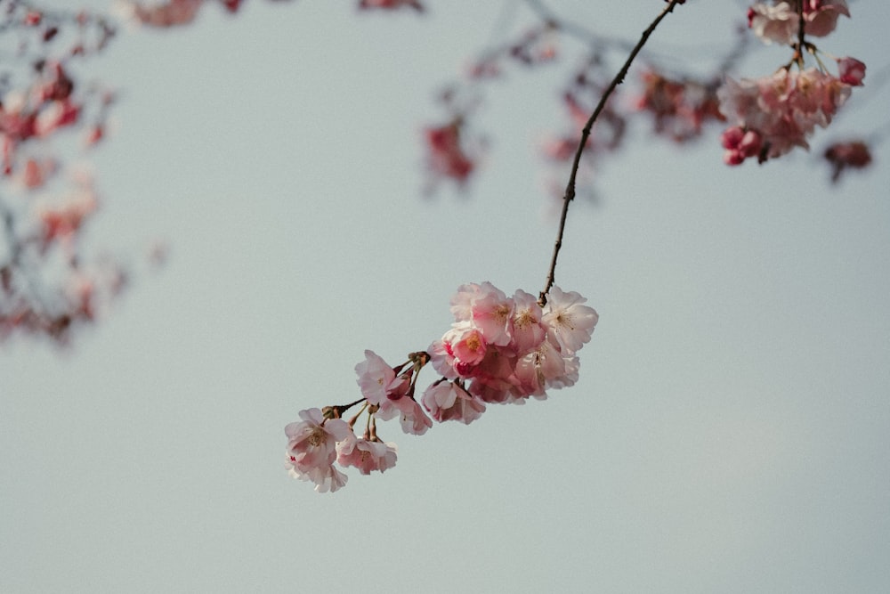 pink cherry blossom in close up photography