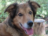 Close-up of a happy dog with a fresh haircut outdoors.