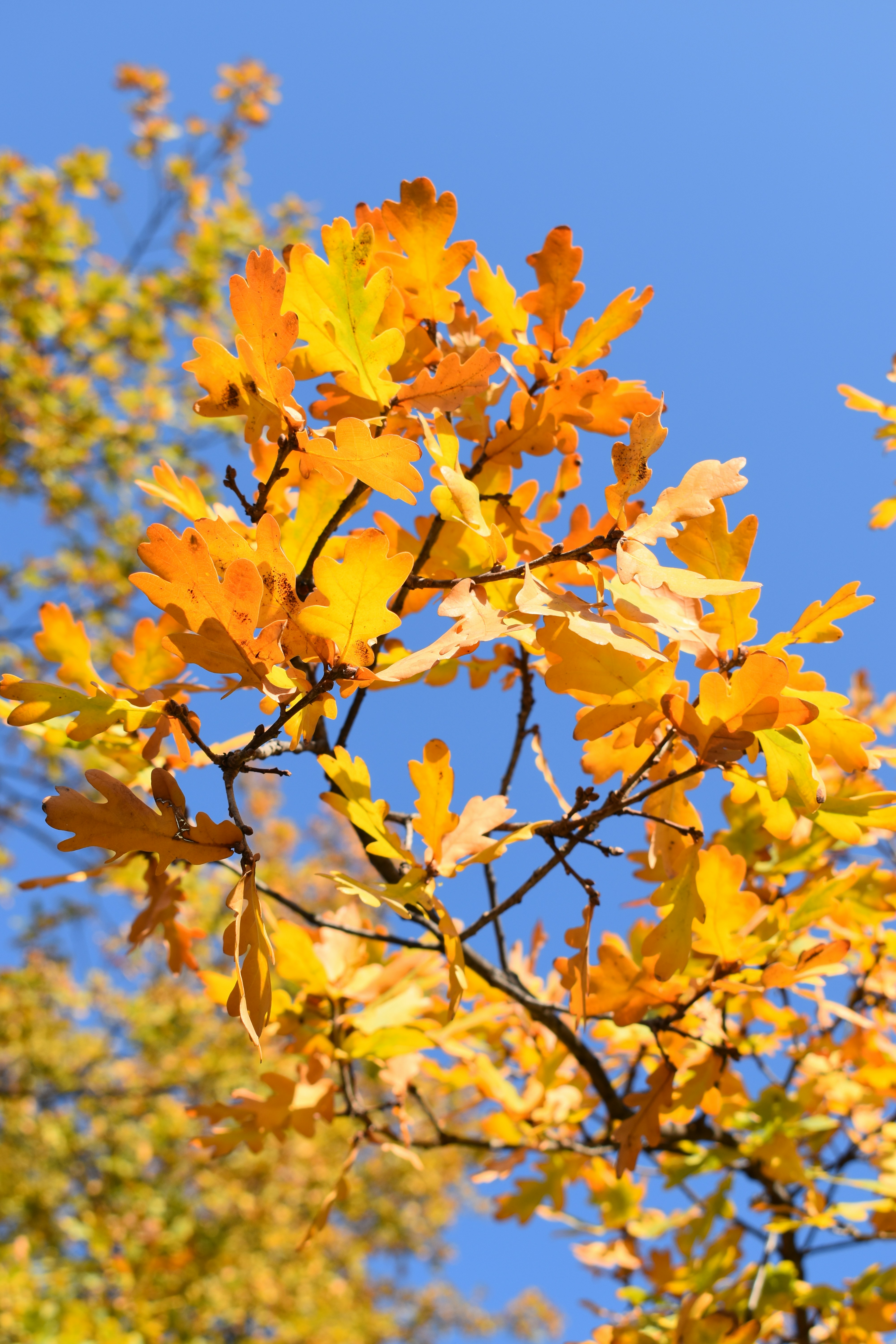 Photo by bianncapatrascu