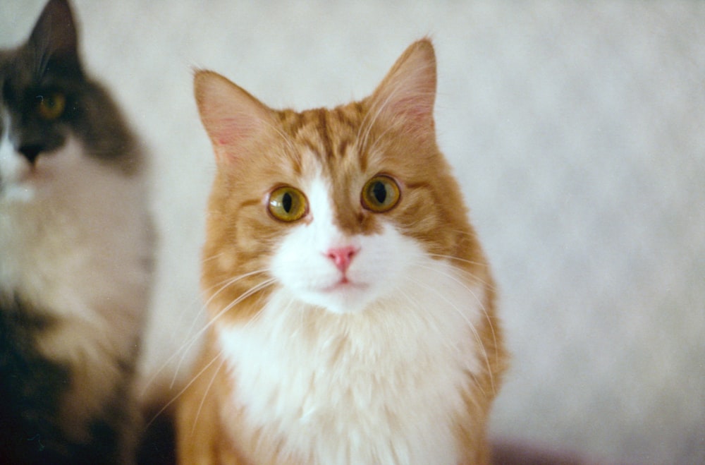 gato tabby laranja e branco