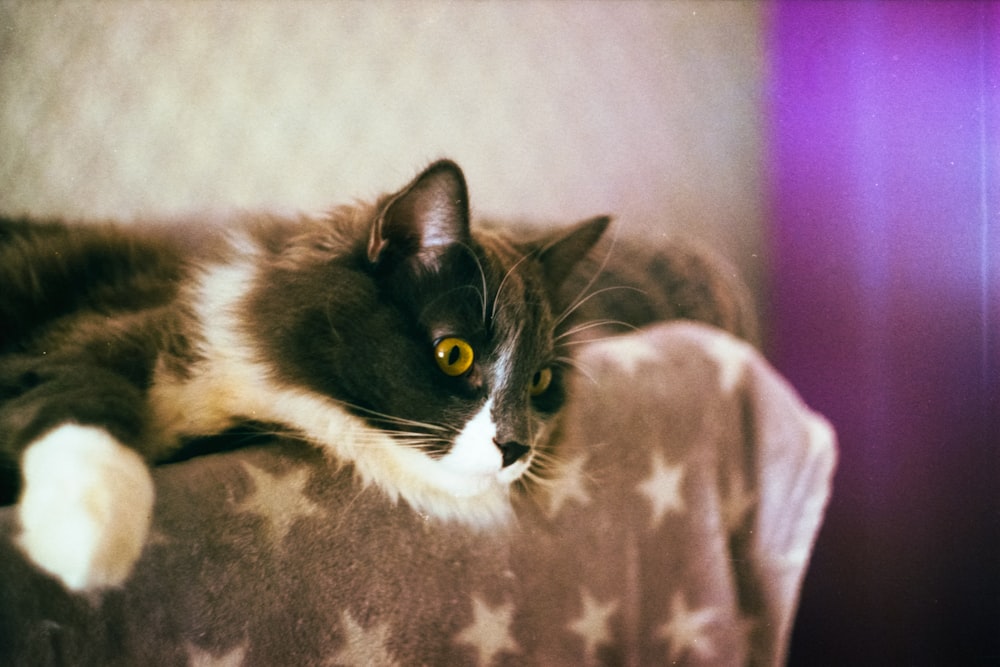 black and white cat on brown textile