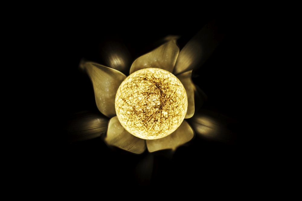 yellow and brown flower with black background