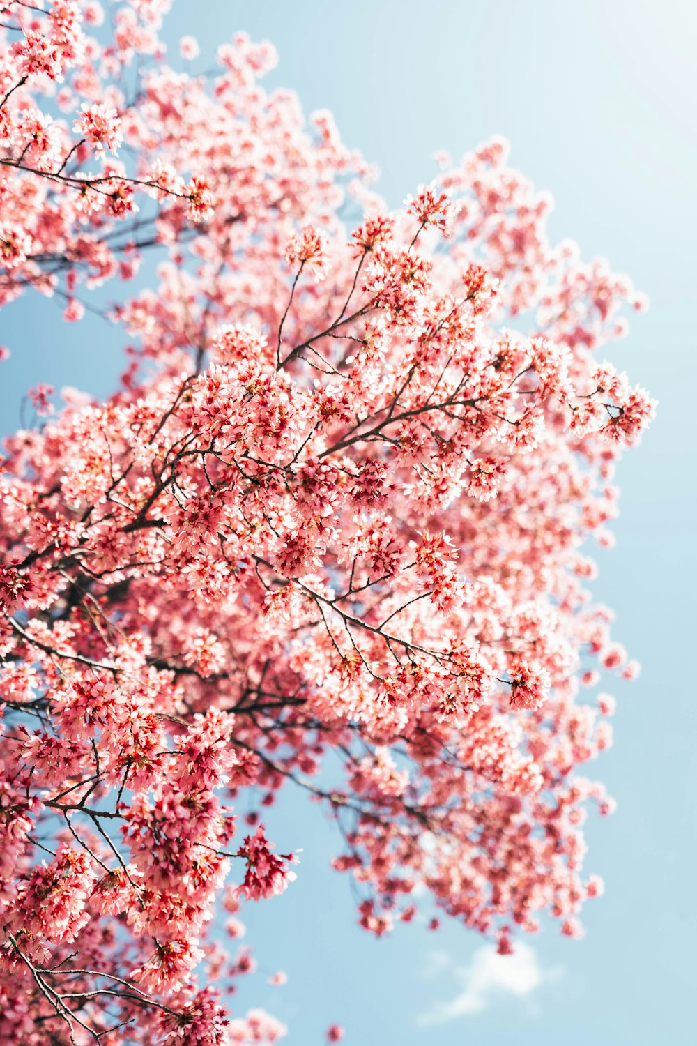 pink cherry blossom tree during daytime