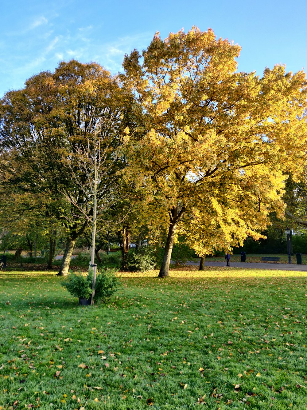 yellow leaf tree on green grass field during daytime