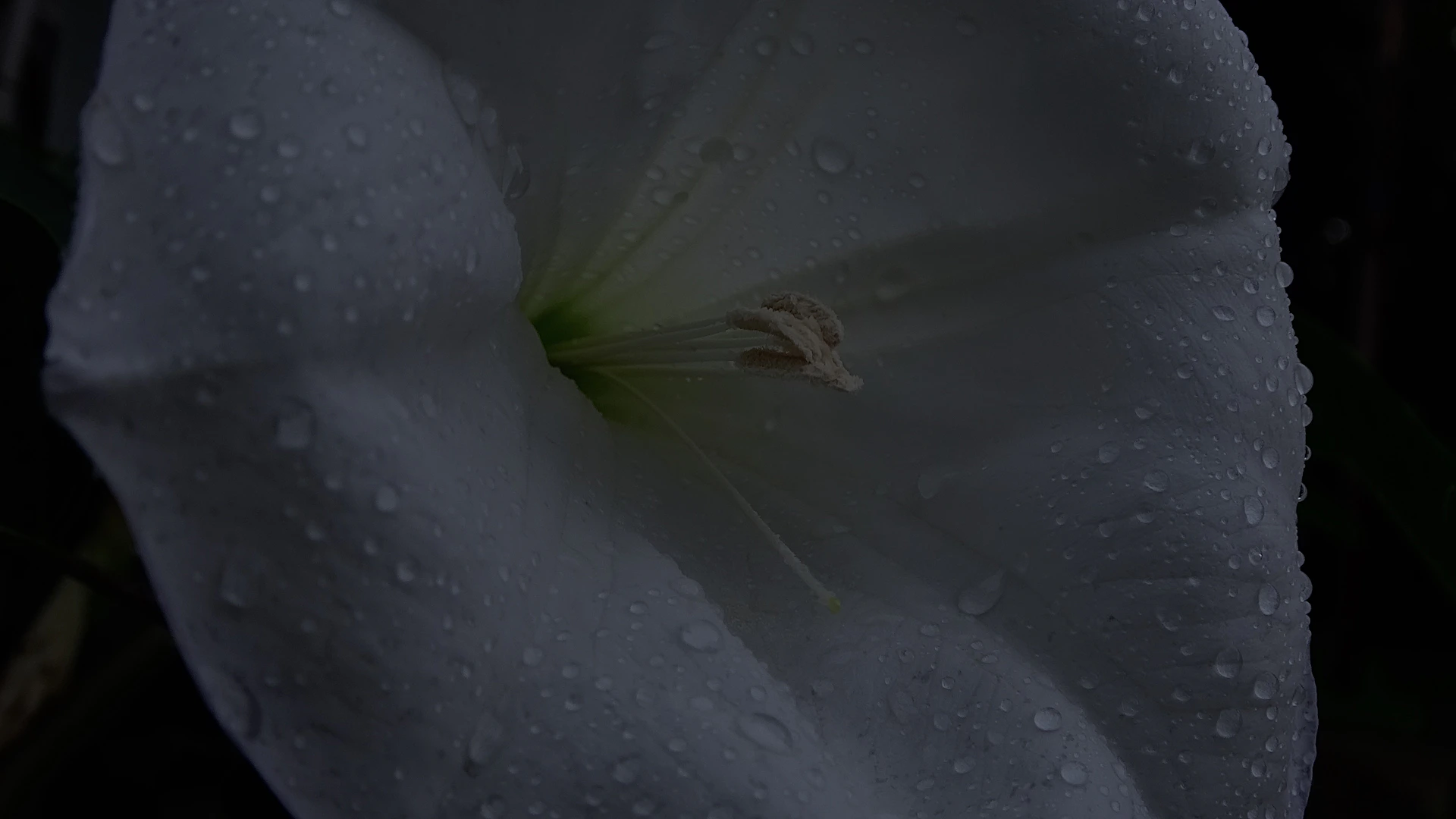 A delicate close-up of a flower with morning dew, emphasizing texture and subtle shades of white.