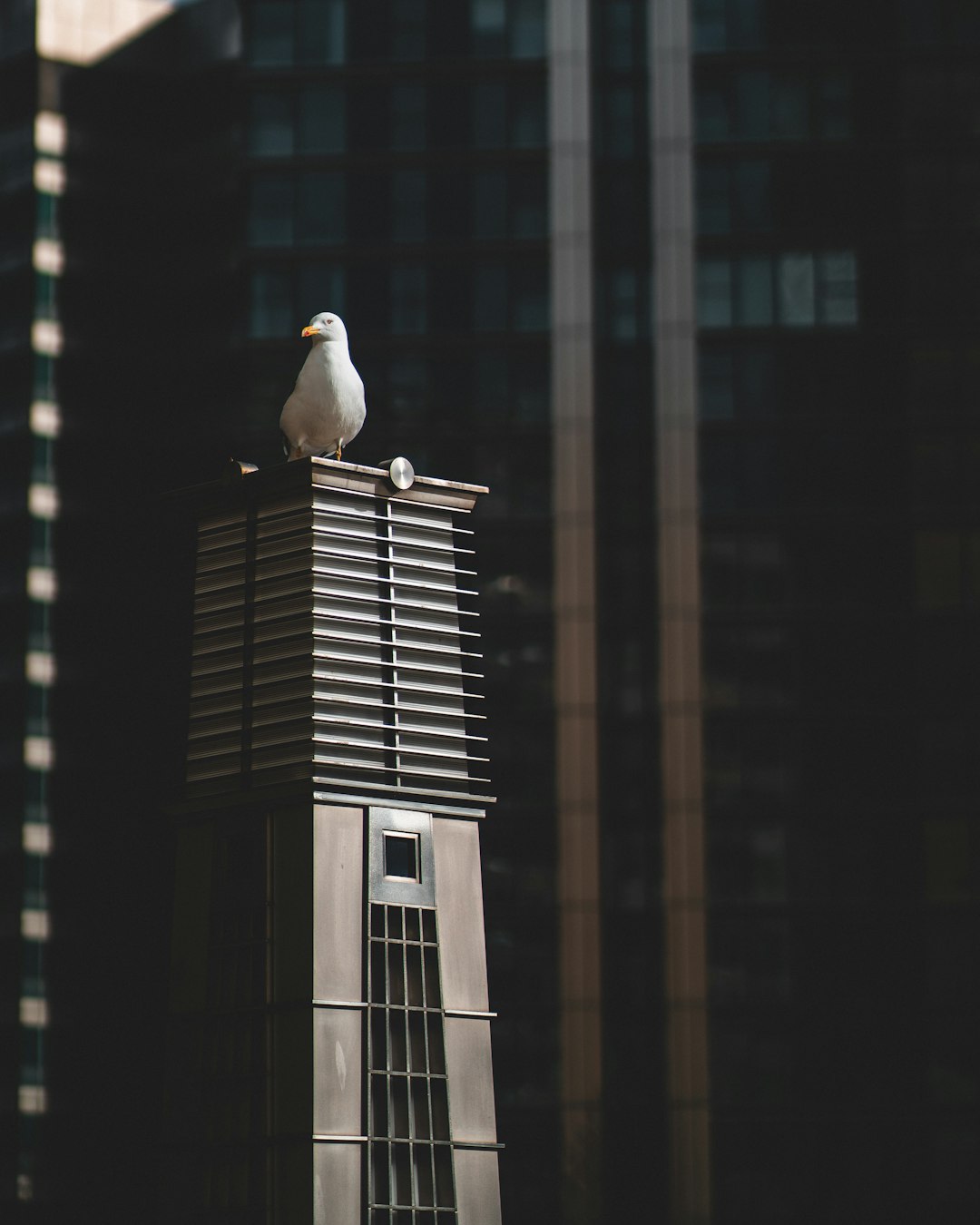 white bird on top of white and black building