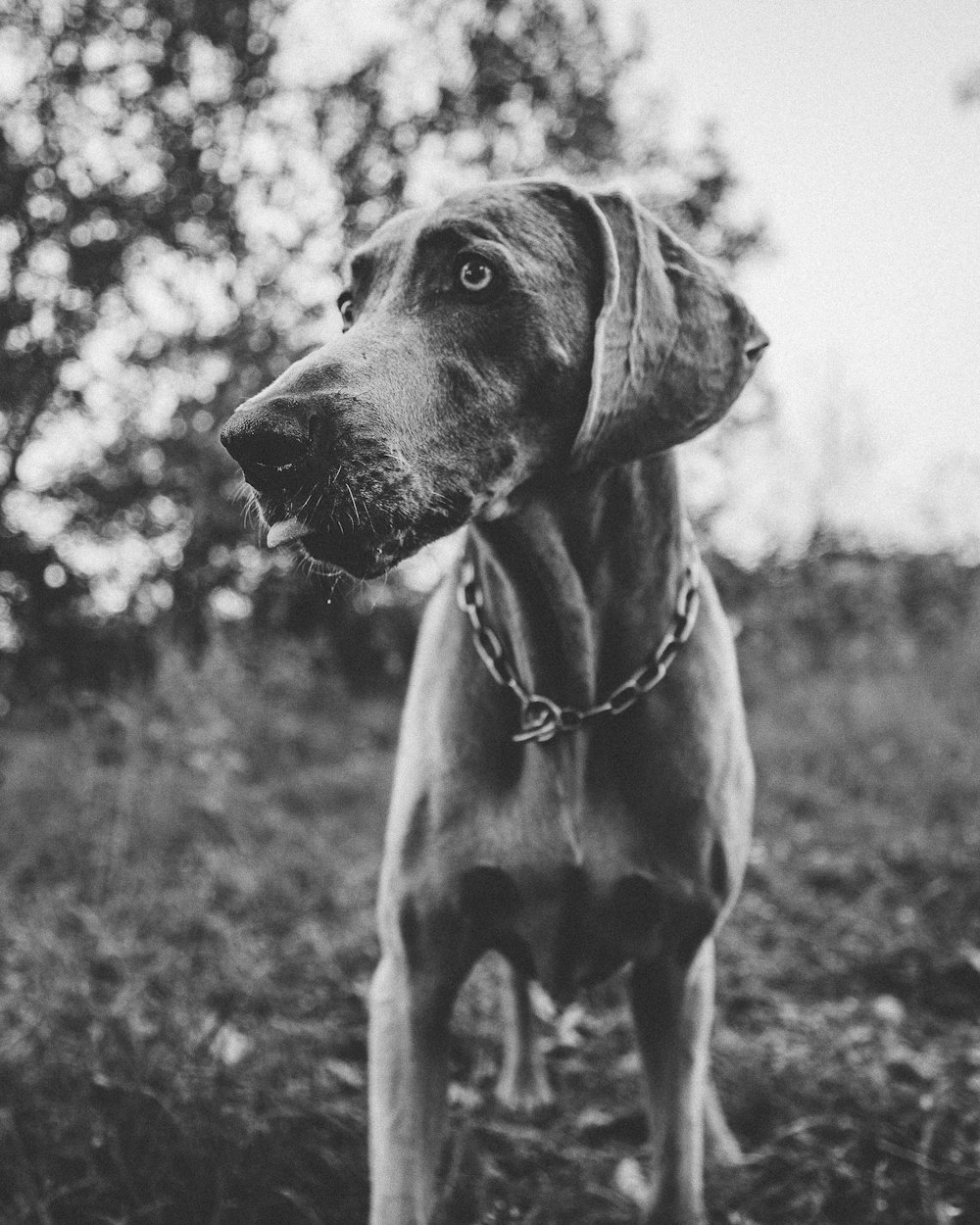 grayscale photo of short coated dog