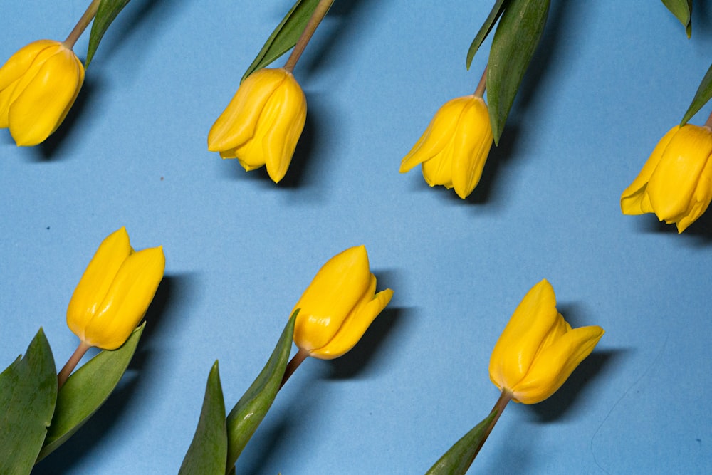 yellow tulips in bloom close up photo