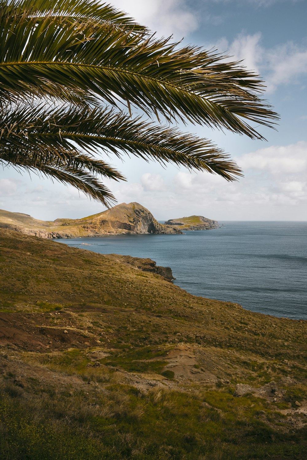 green palm tree near body of water during daytime