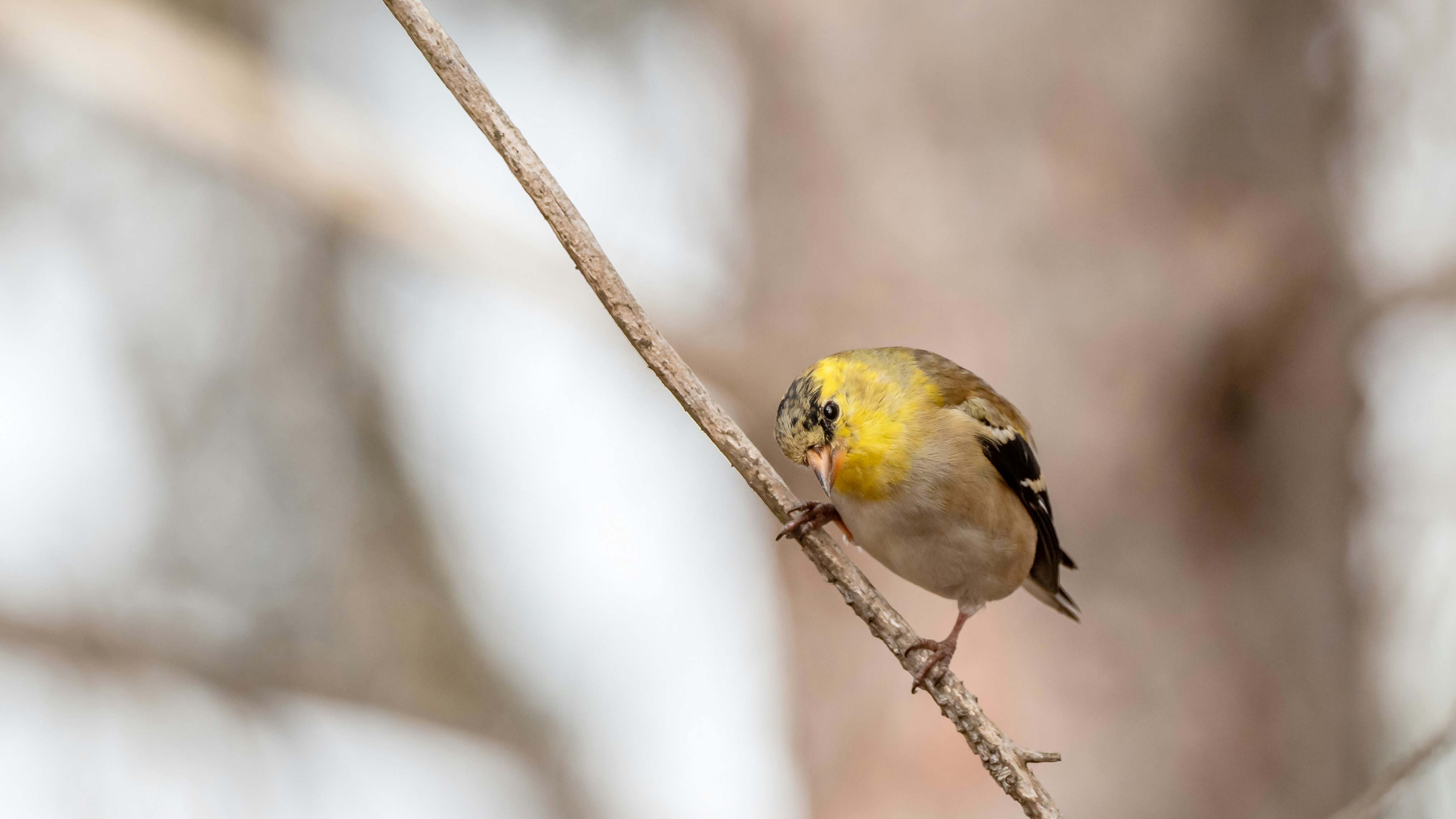 American Goldfinch