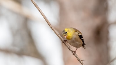 yellow and black bird on brown tree branch