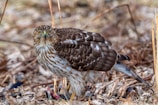 A hawk is standing on the ground amidst dry leaves and twigs. Its sharp eyes and hooked beak are prominent, and the bird has a speckled brown and white feather pattern. It appears to be in a natural, wooded environment.