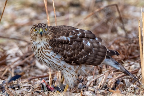 A hawk is standing on the ground amidst dry leaves and twigs. Its sharp eyes and hooked beak are prominent, and the bird has a speckled brown and white feather pattern. It appears to be in a natural, wooded environment.