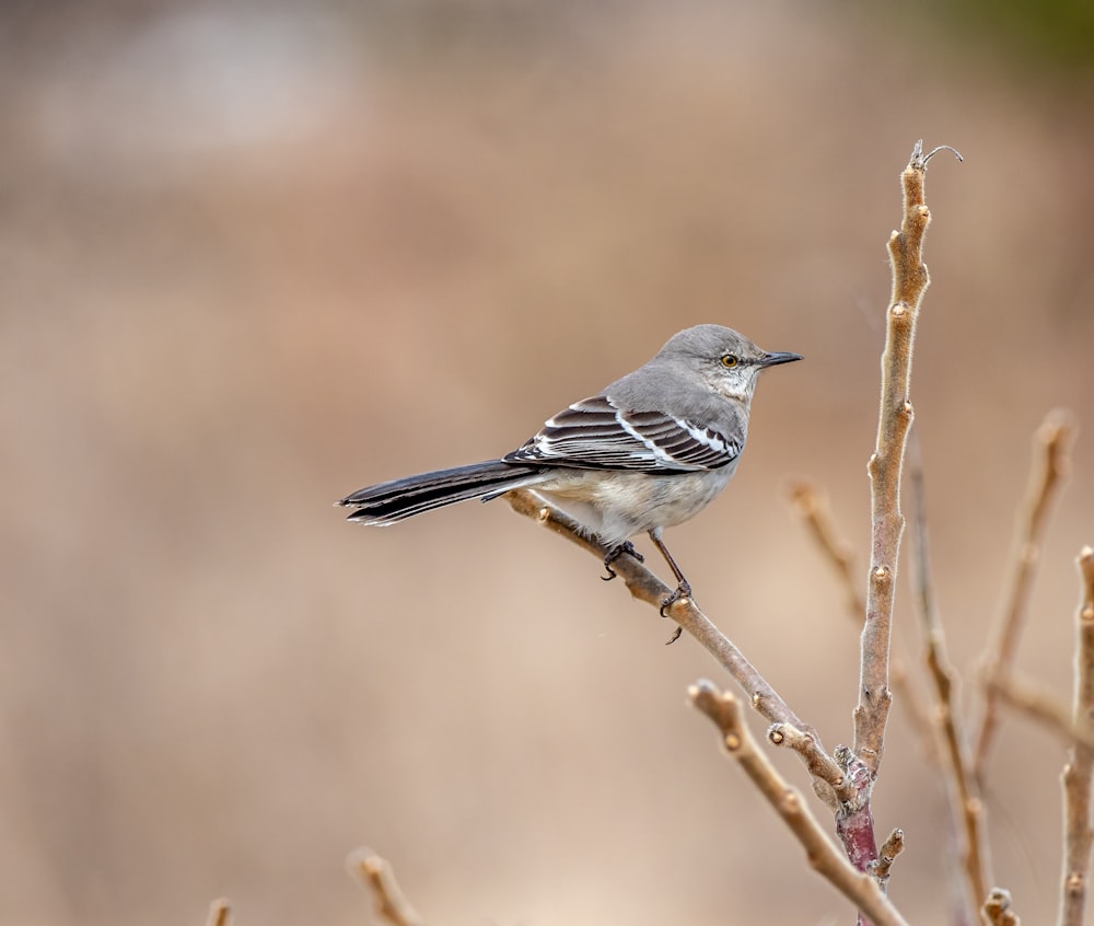 grauer und weißer Vogel auf braunem Ast