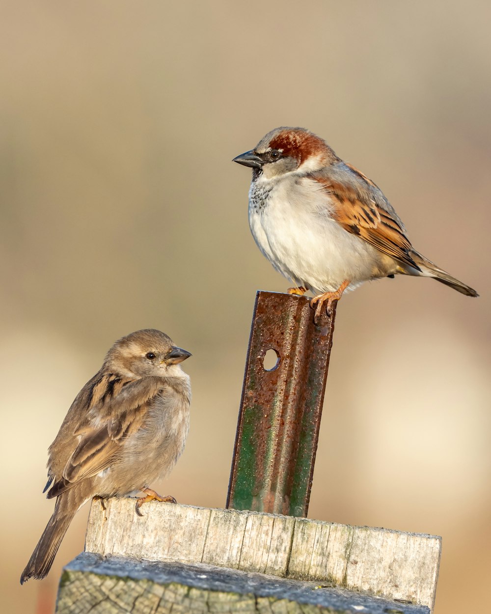 Brauner und weißer Vogel auf schwarzem Metallzaun