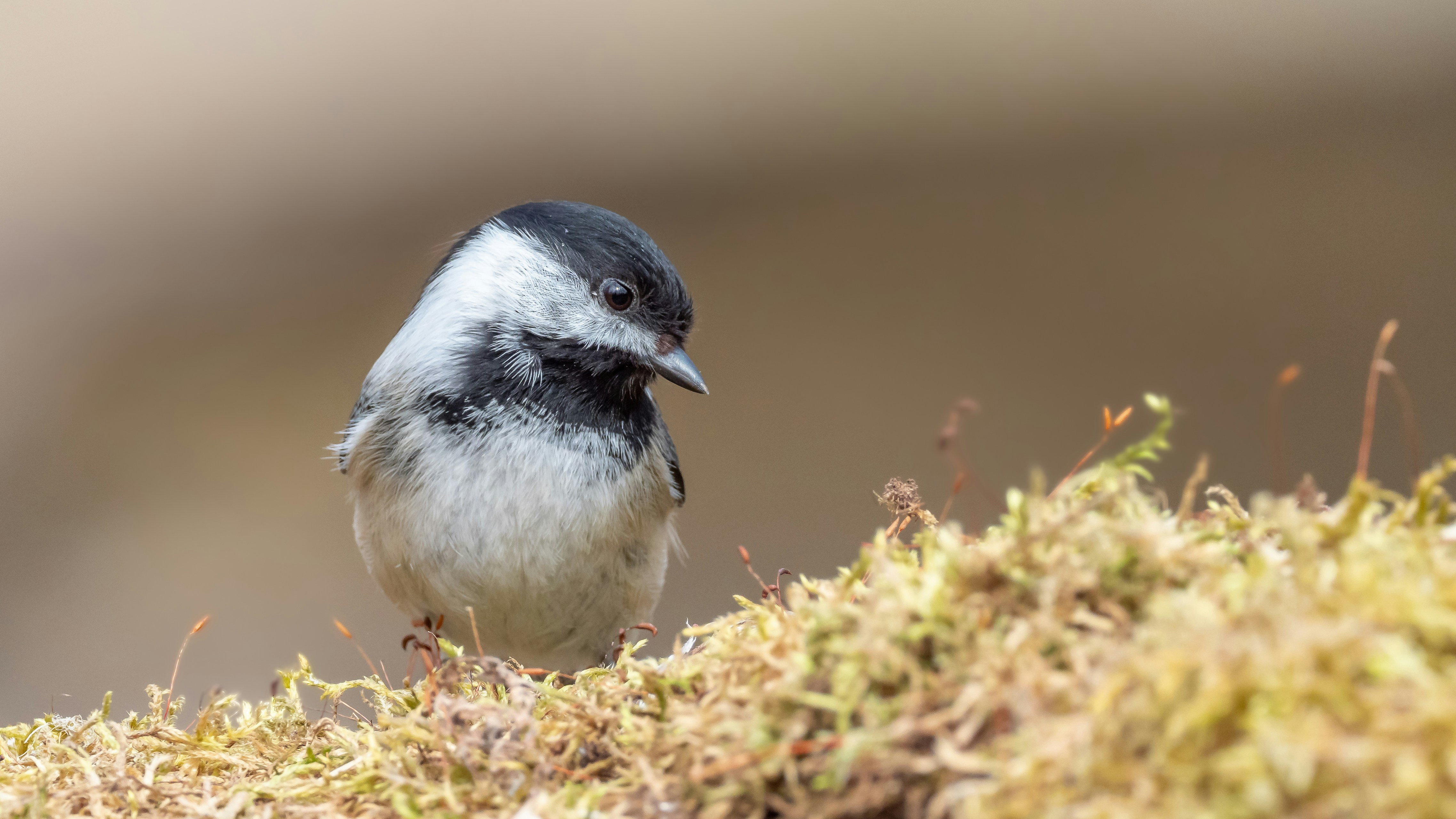 Black-capped Chickadee