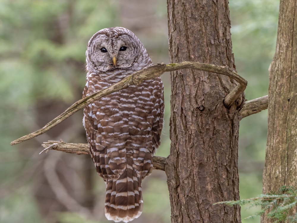 brown and white owl on brown tree branch during daytime