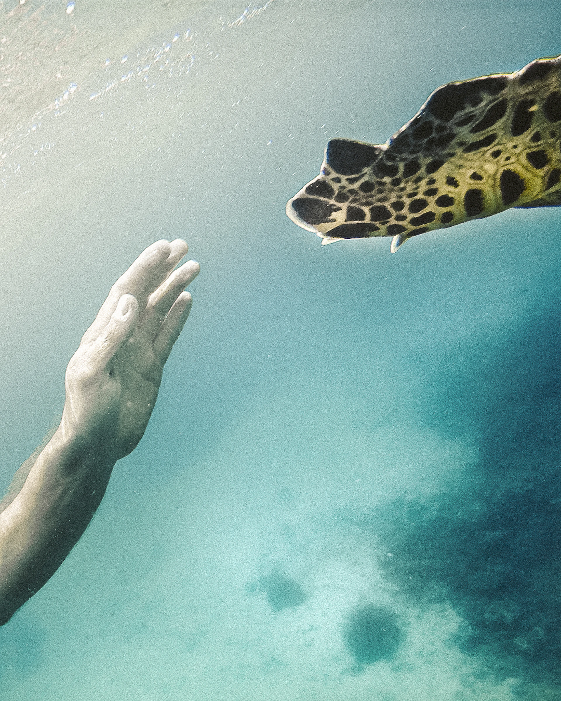 Close-up of a diver's hand gently touching a curious sea turtle in a sunlit underwater environment.