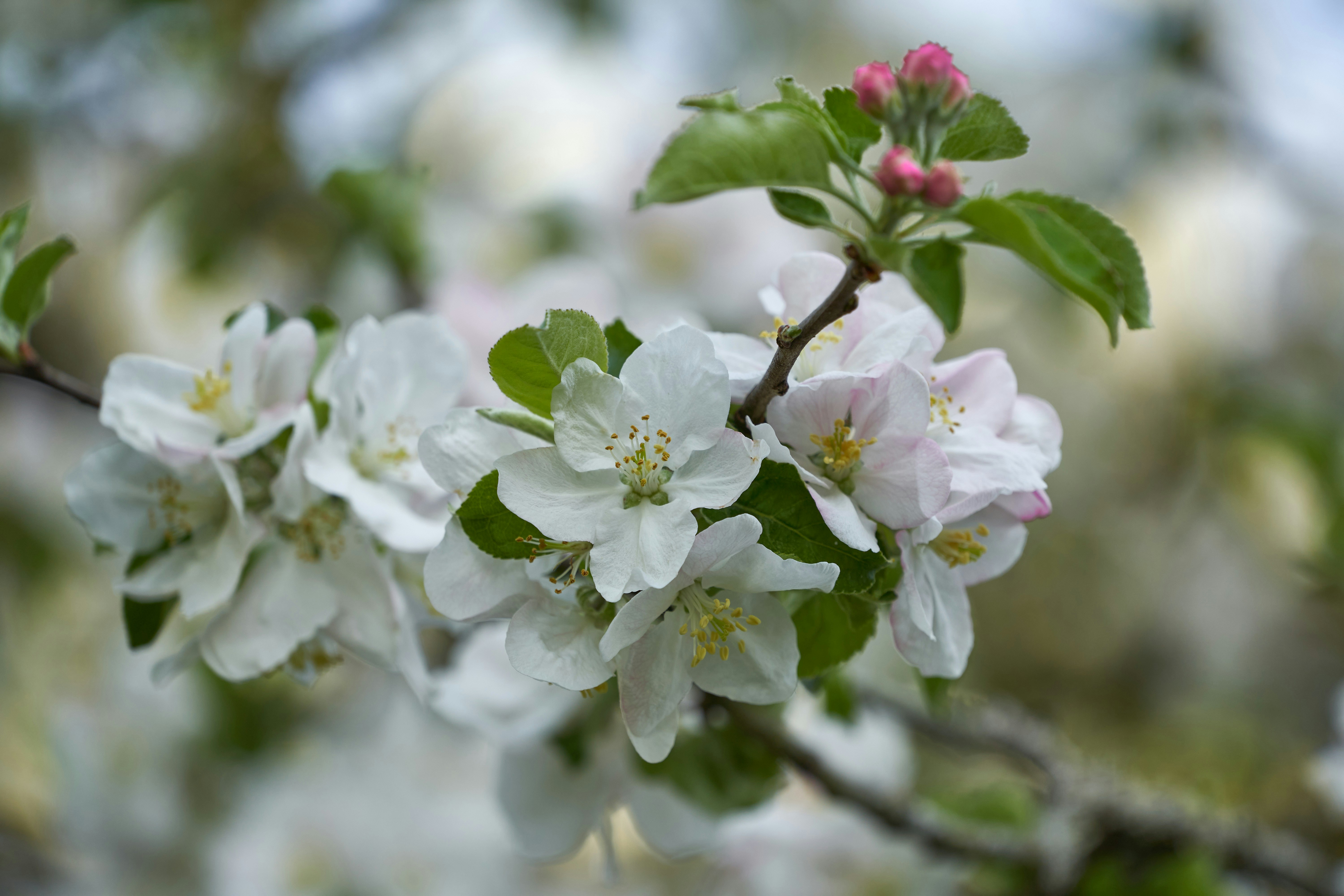 Photo by wolfgang_hasselmann