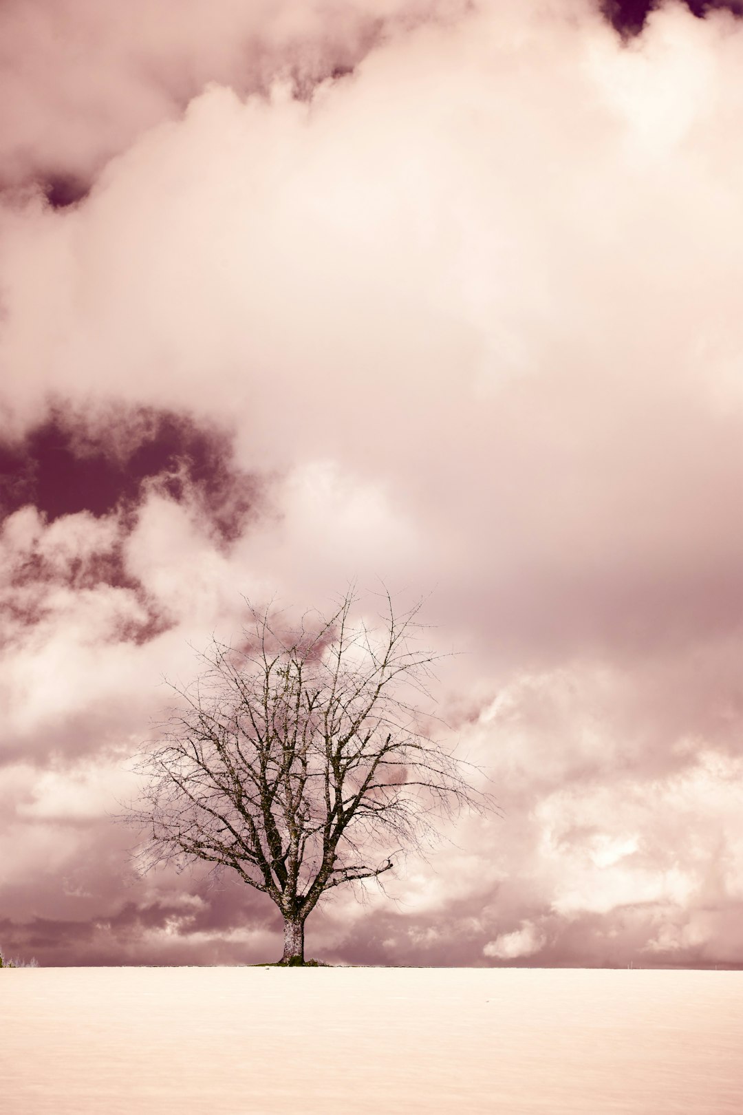 leafless tree under cloudy sky during daytime