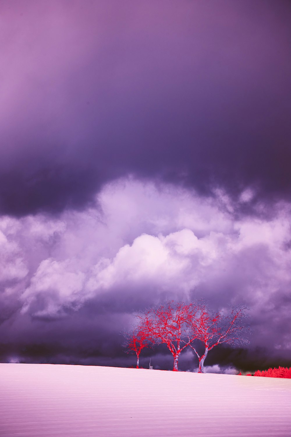 曇り空の下の赤い葉の木