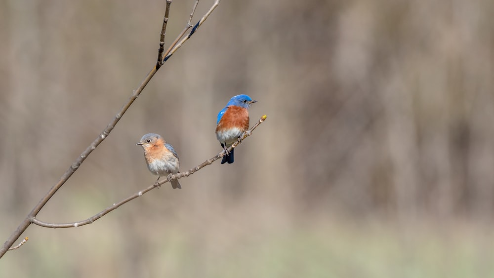 blue and orange bird on brown tree branch