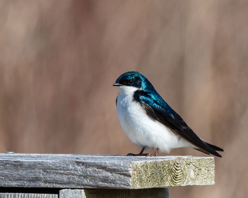 white and blue bird on brown wooden fence