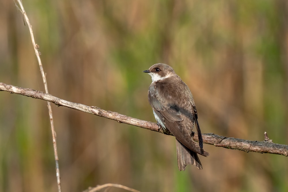 brown and white bird on brown tree branch during daytime