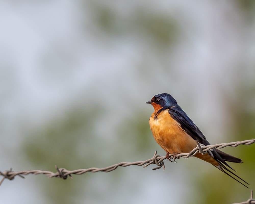 brown and black bird on brown tree branch