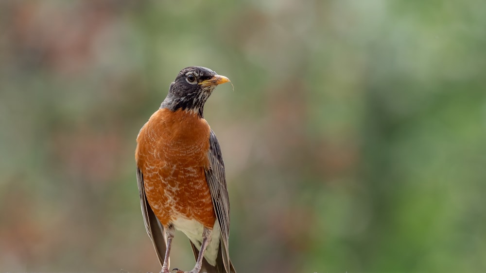 brown and black bird in tilt shift lens