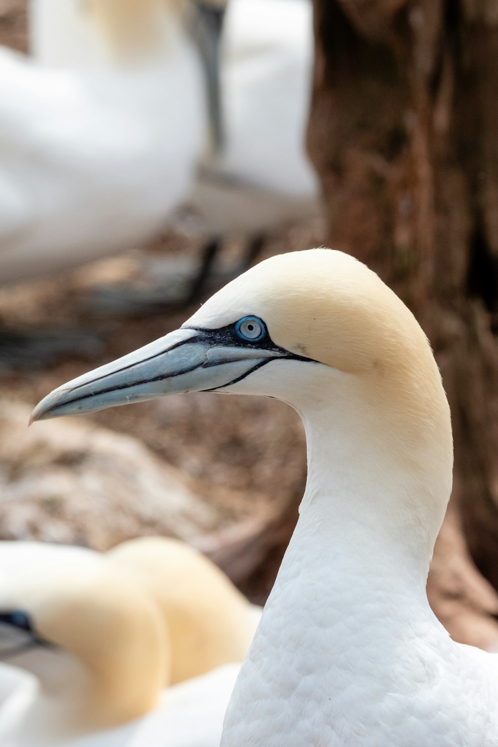 white bird with blue beak