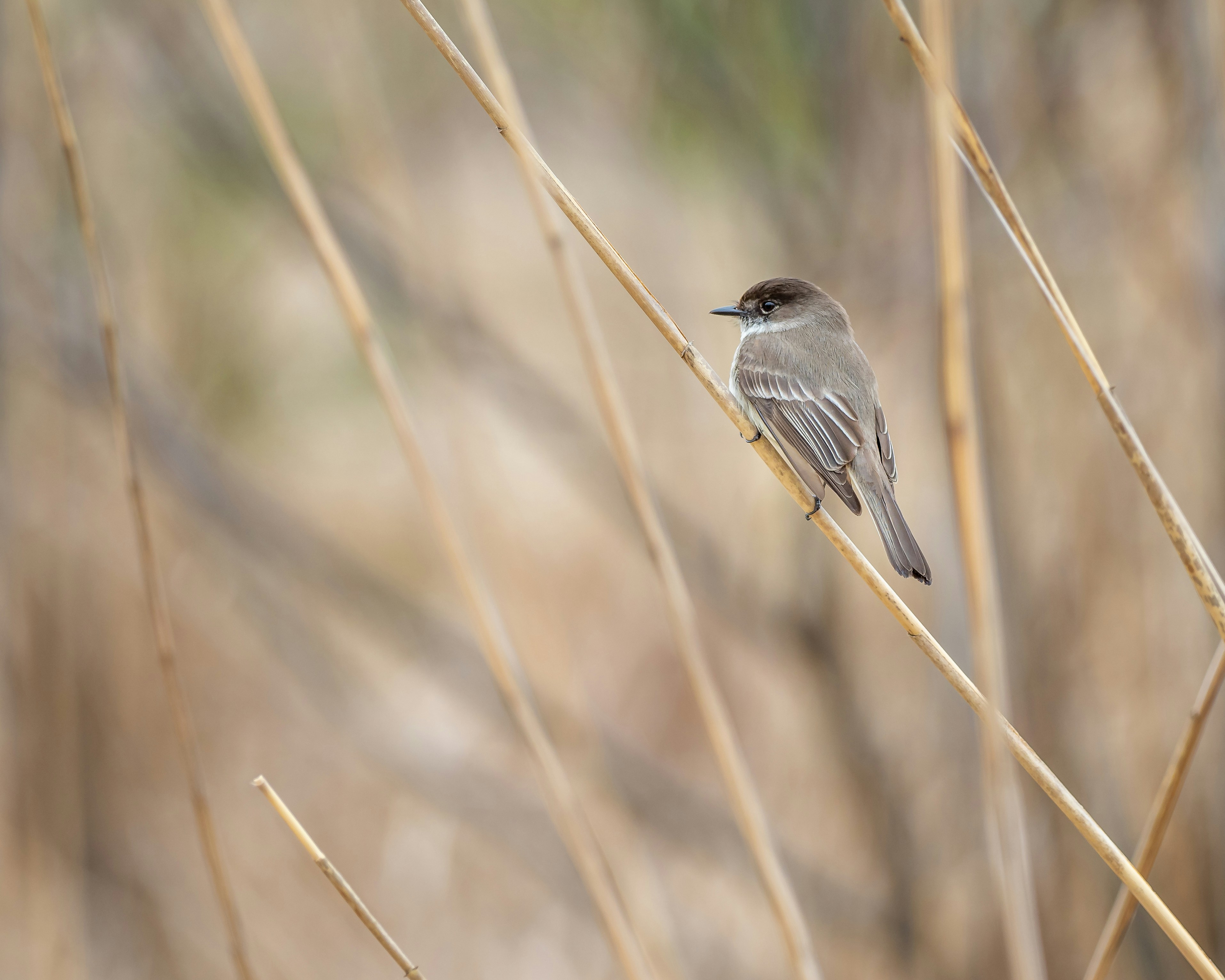 gray bird on brown tree branch