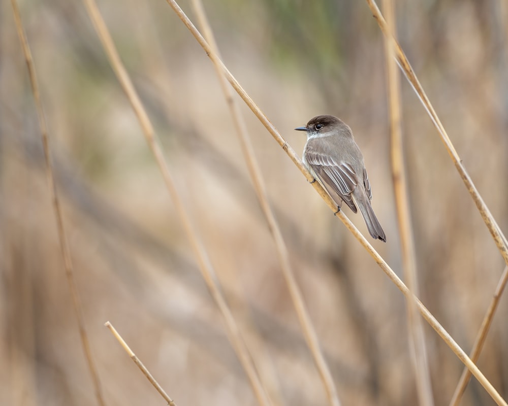 gray bird on brown tree branch