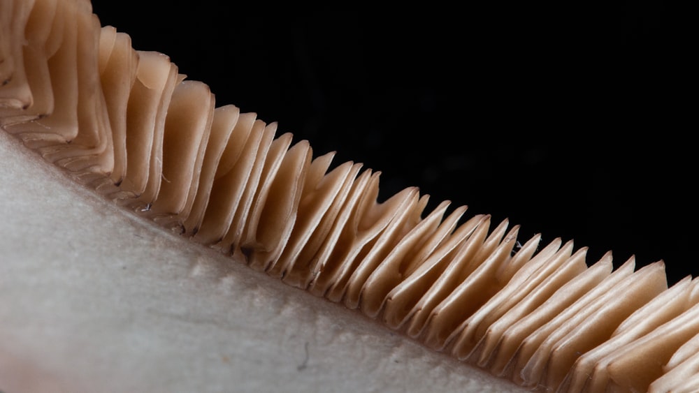 white and brown bread on white textile